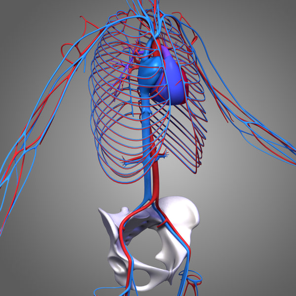 female body circulatory 3d model