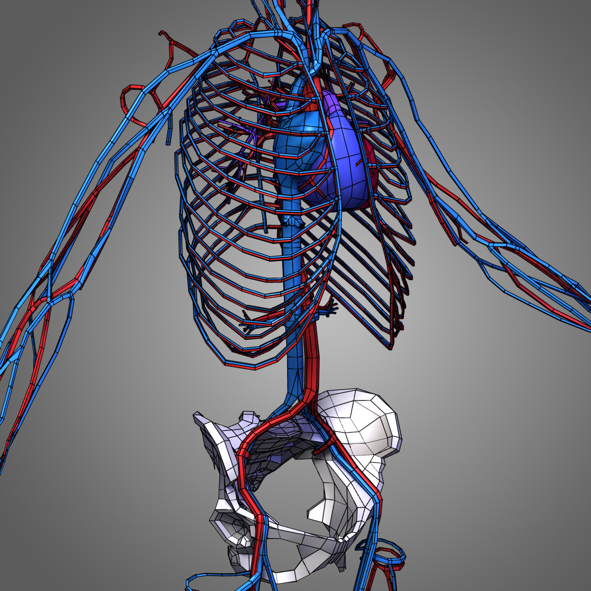 Female Body Circulatory 3d Model