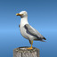 seagull herring gull bird flight 3d lwo