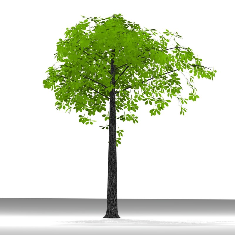 plane tree 3d model