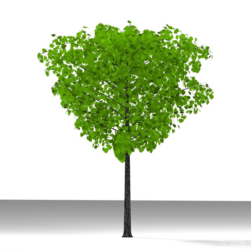 3d plane tree model