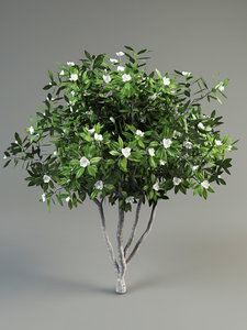 flower tree 3d model