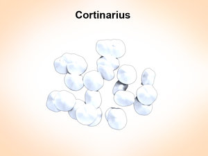 cortinarius cortina 3d model