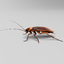 realistic cockroach 3d max