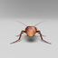 realistic cockroach 3d max