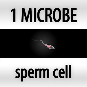 3d model microbes bacteria cells