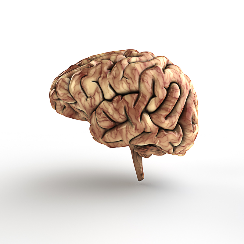 human brain 3d c4d