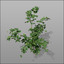 blackberry plants rubus 3d model