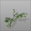blackberry plants rubus 3d model