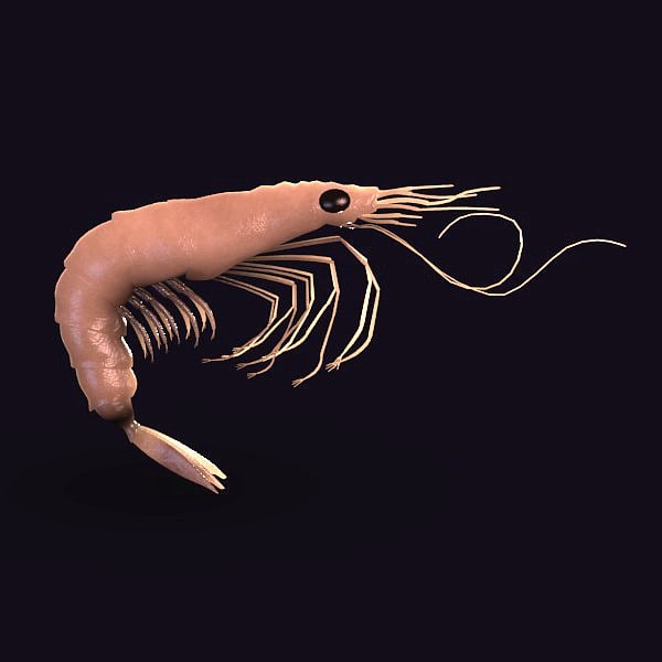 深海エビ3dモデル Turbosquid