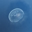 3d model jellyfish aurelia