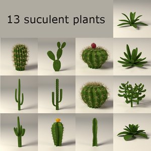 maya cactuses suculent
