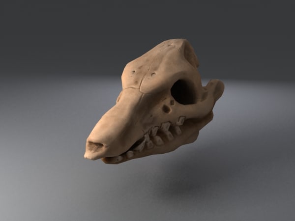 猪头骨3d模型