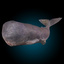 sperm whale 3d max