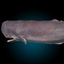 sperm whale 3d max