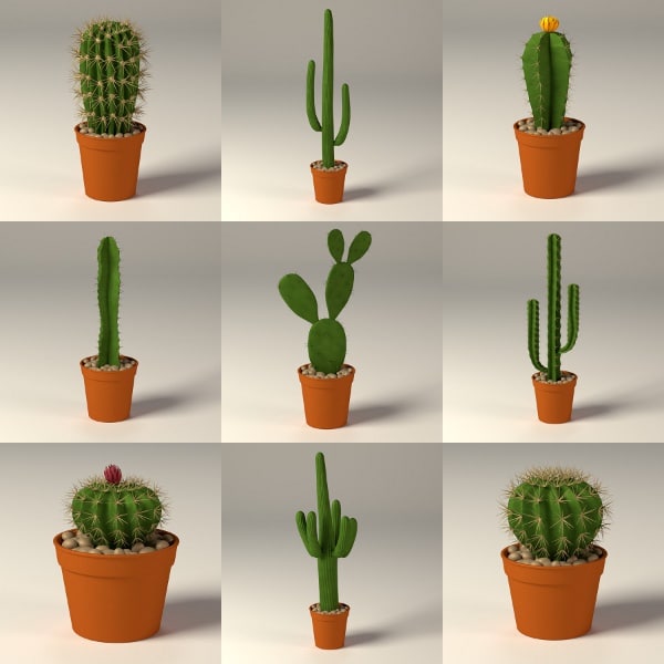  cactus  pot  max