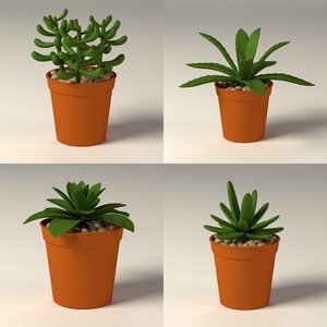 suculent plants 3d model