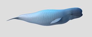 3d model beluga whale