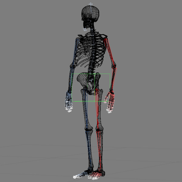 3d model skeleton rigged