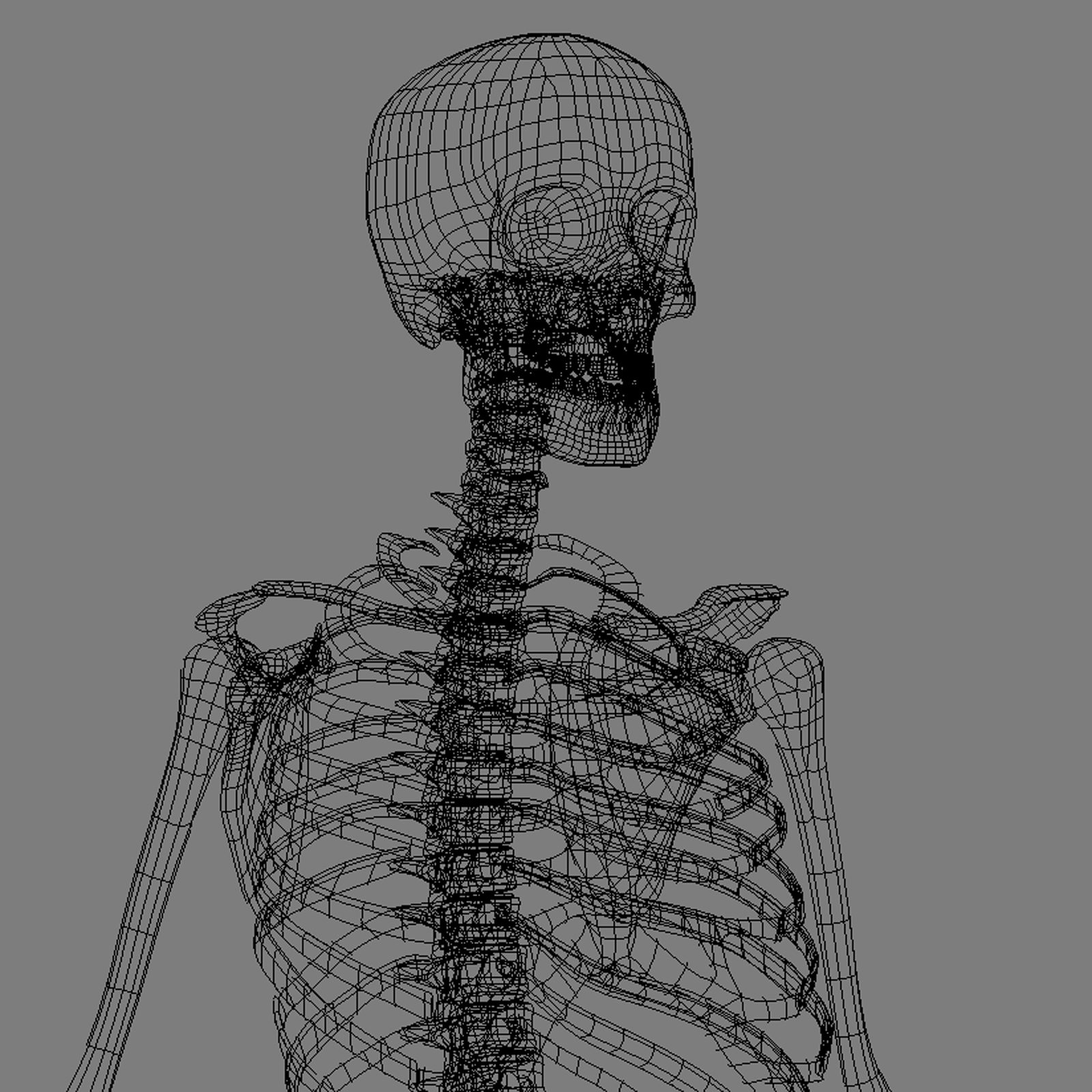 3d model skeleton rigged