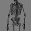 3d model skeleton rigged