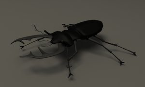 beetle stag 3d model