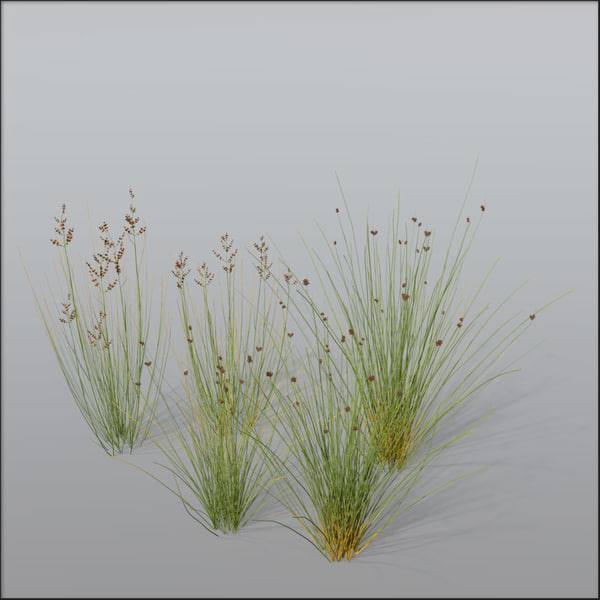grasses exterior architectural 3d model