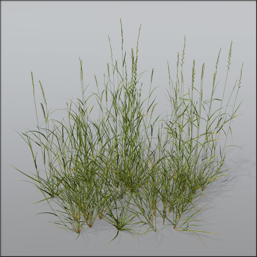 grasses exterior architectural 3d model