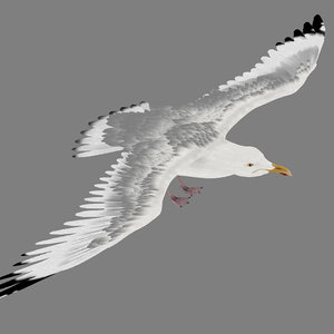 3d seagull gull animation model