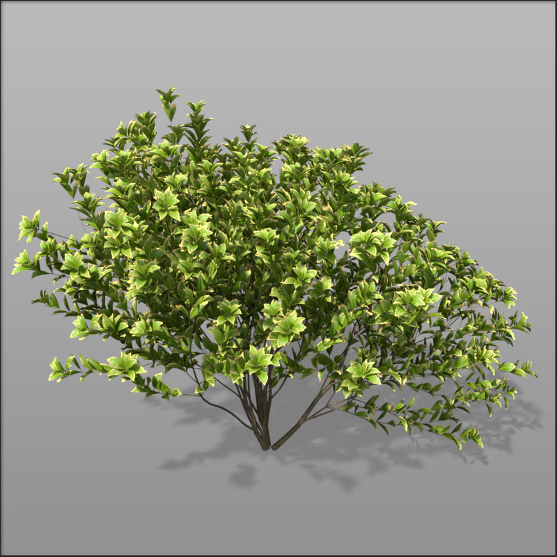 3d euonymus shrubs hedge model