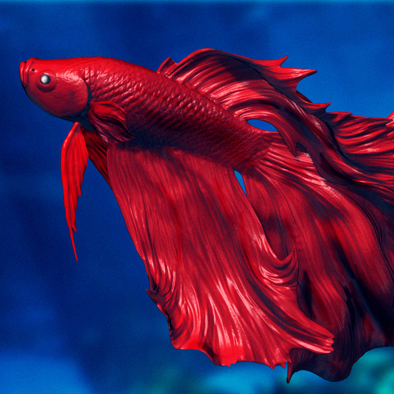 3ds Siamese Fighting Fish