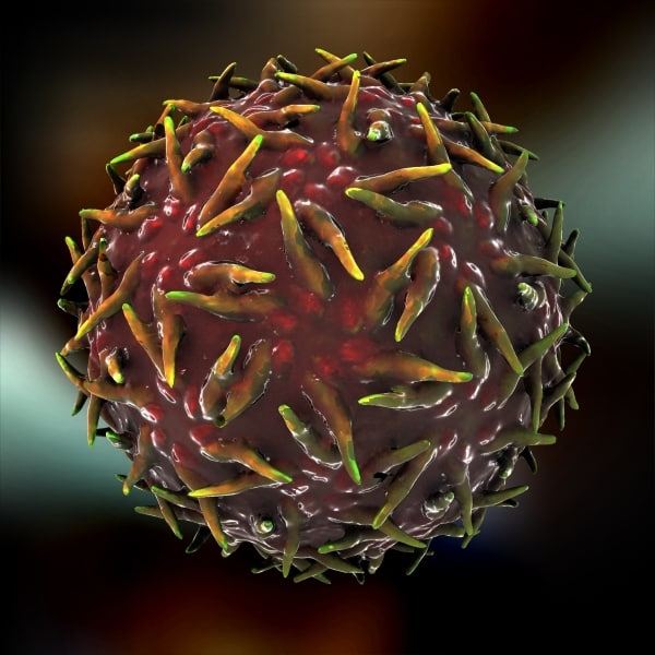 3dsmax Adeno-associated Virus