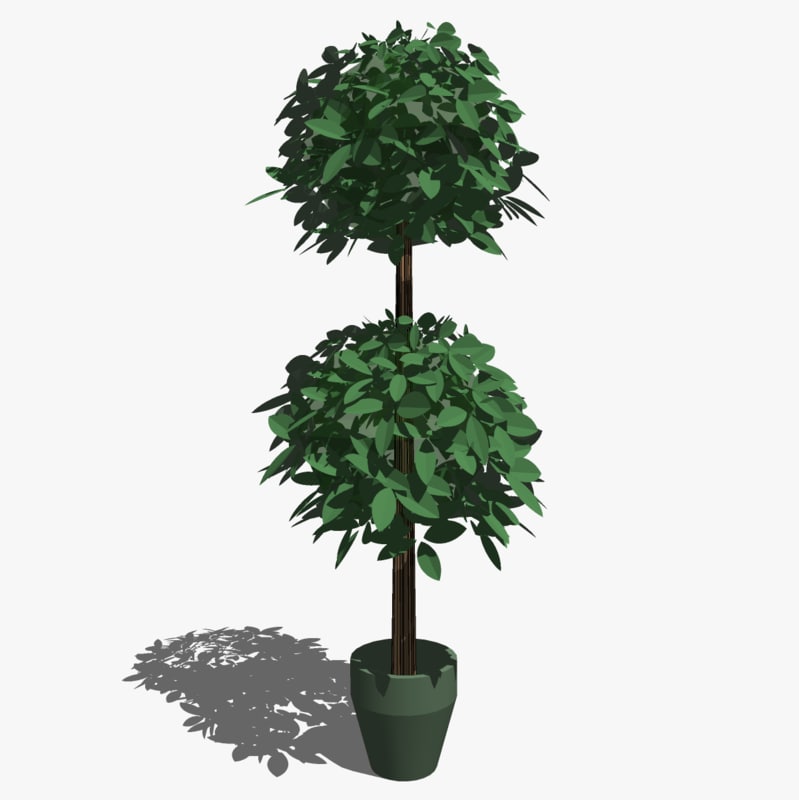 tree topiary sketchup 3d 3ds