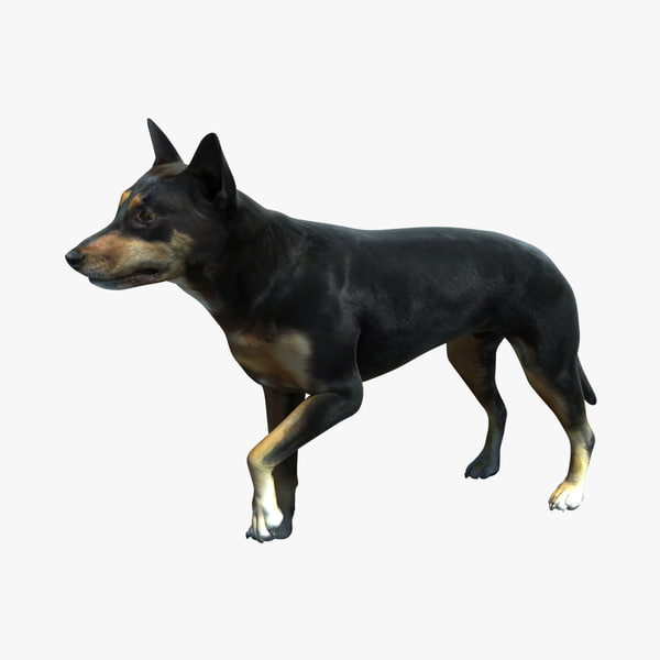 Dog Breed Providers - The Ideal Method To Do It Right