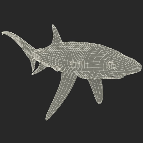 sharks v2 3d model