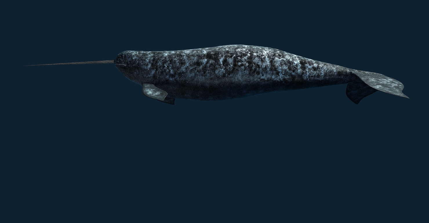 waddle bouncer narwhal