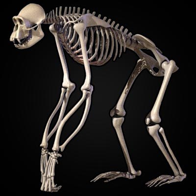 Chimpanzee-skeleton1.jpg833bf5a9-fece-48
