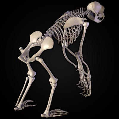 chimpanzee skeleton 3ds