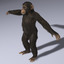 gorillas chimps fur 3d fbx