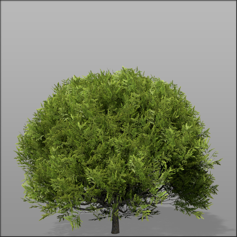 3d shrub bush 1 model