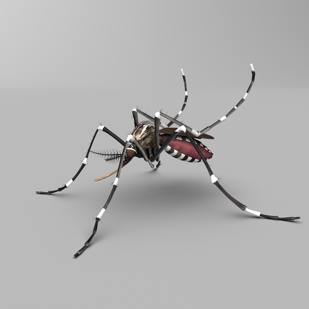 3d model mosquito rigged blood