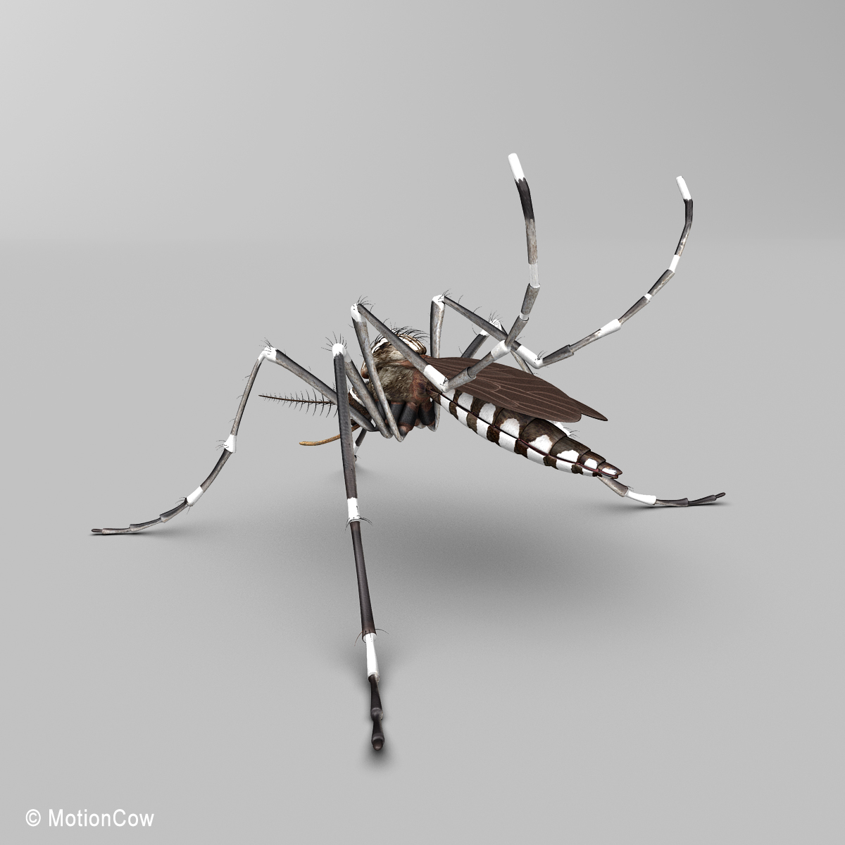 large scale mosquito model