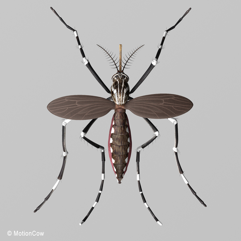 large scale mosquito model