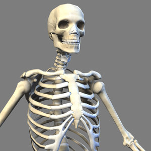 realistic skeleton anatomy max