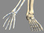 realistic skeleton anatomy max