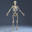 3d model of realistic anatomy skeleton skin
