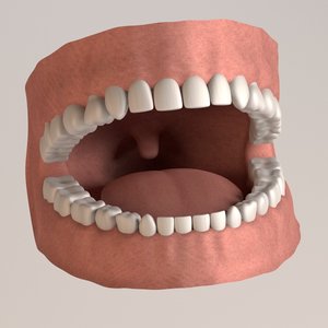 permanent human teeth 3d 3ds