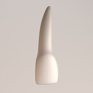 3d model lateral incisor