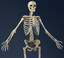 realistic skeleton anatomy male man max