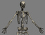 realistic skeleton anatomy male man max